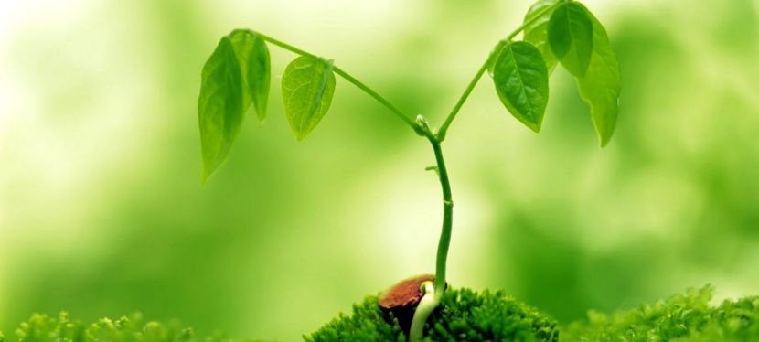 La Flamme de l’Harmonie, harmonie à l’intérieur et à l’extérieur de&nbsp;soi