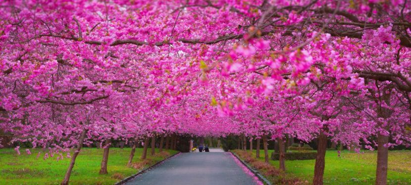Célébrant de Mariage